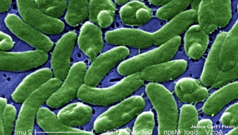 Bactéria ibrio vulnificus