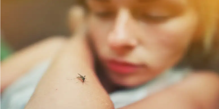 Fêmea de Aedes aegypti, mosquito que pode transmitir três doenças: zika, dengue e chikungunya/Cortesia Editorial Shutterstock