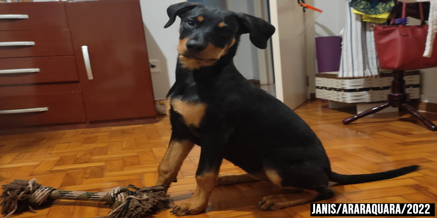 A cadela Rortwailller tem apenas 4 meses, seu dono Robson Santos,39 relembra sua infancia com as brincadeiras da Janis.