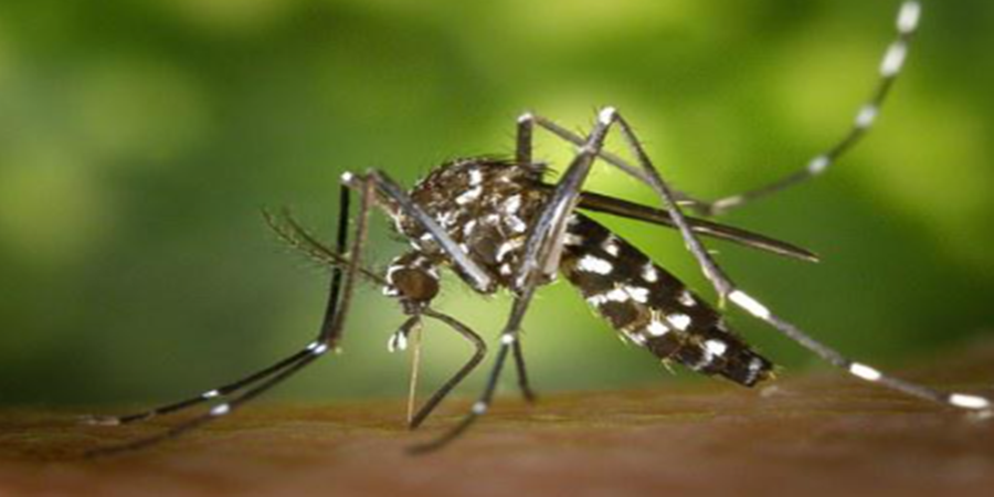 Os mosquitos precisam se alimentar de sangue para se reproduzir. Mas como eles escolhem de quem se alimentar?/Cortesia Editorial Pixabay